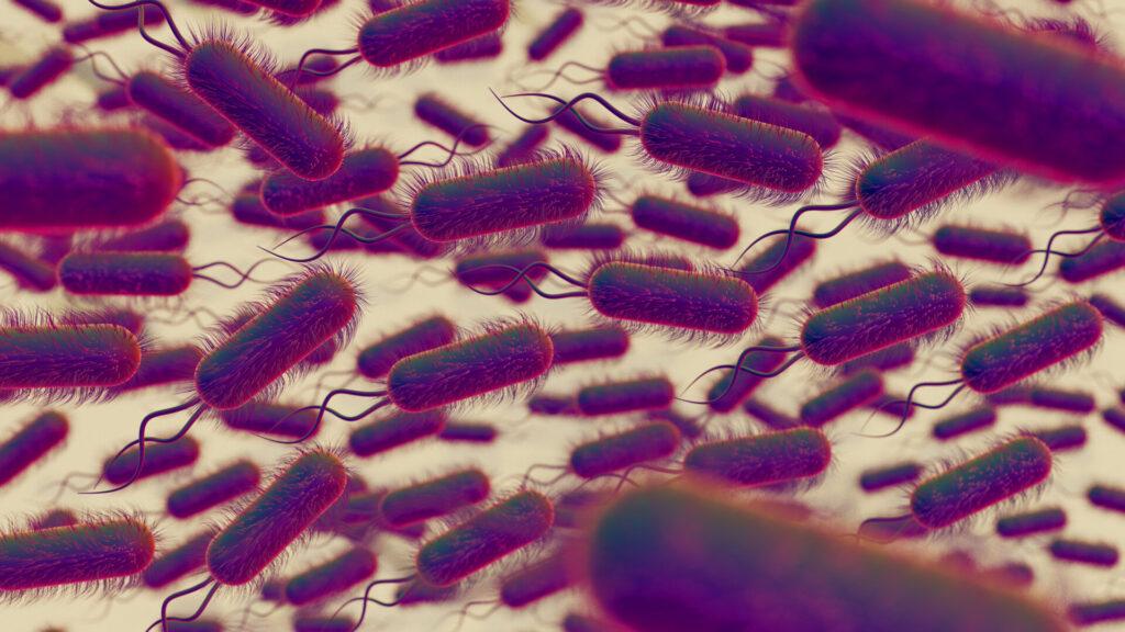 Probiotika jsou živé mikroorganismy, které mohou příznivě ovlivnit rovnováhu střevní mikroflóry.